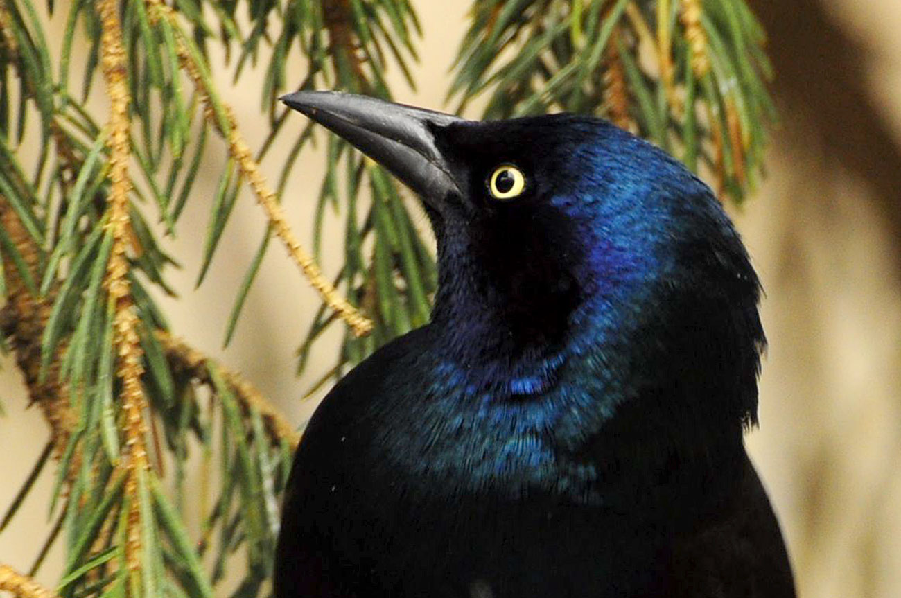 grackle