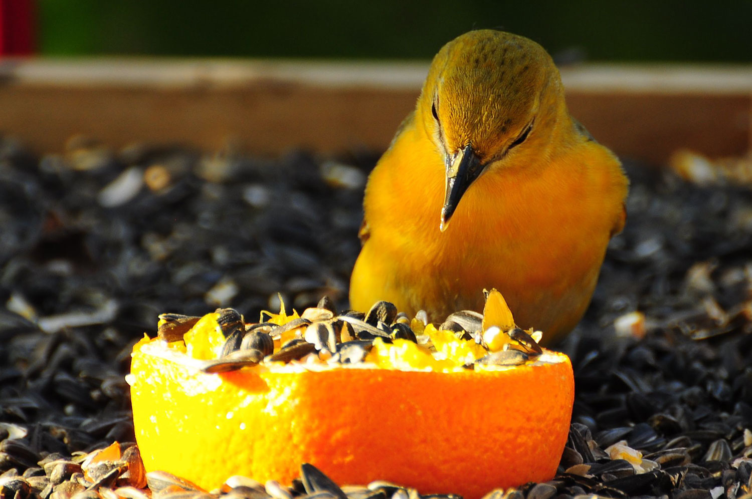 The Daily Bird 29 The Daily Bird 29