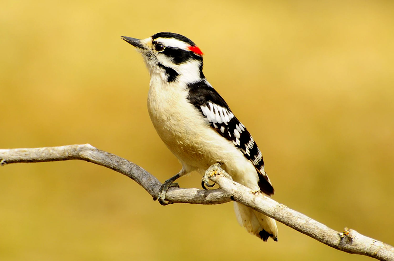 The Daily Bird 314 The Daily Bird 314