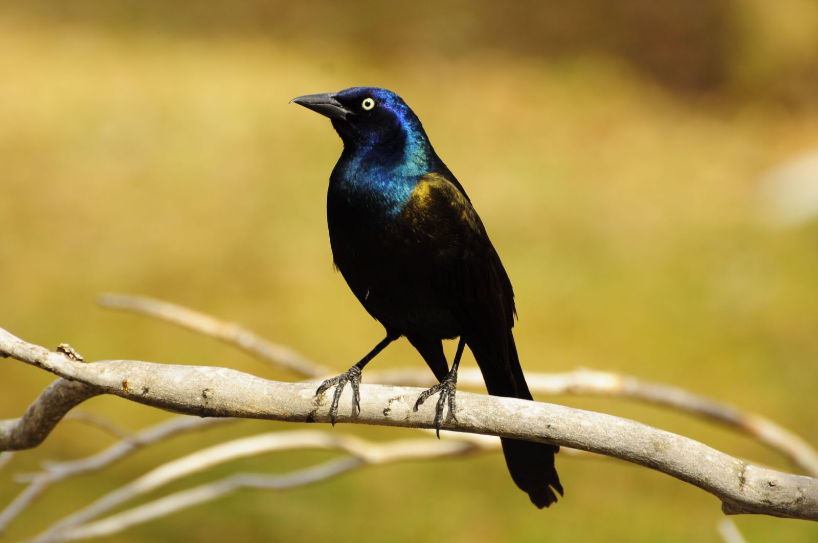 The Daily Bird 318 The Daily Bird 318