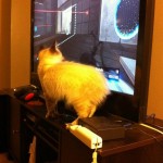 kittenportal
