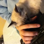kittensleep1