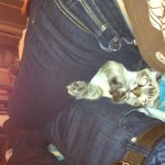 kittycuddle