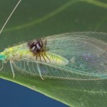lacewing2