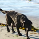 CooperbeachDec17