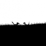 Raptors In The Grass