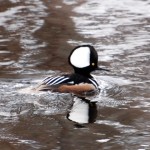 Male