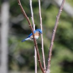 bluebird