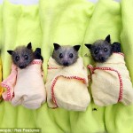 snugglebats