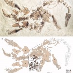 Polycotylus