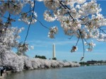 blossoms