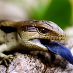 blue tongued lizard