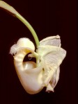 bucketorchid