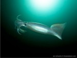 humboldtsquid