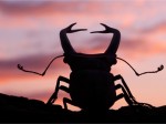 stagbeetle