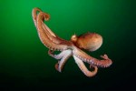 occapus