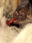 vampirebat