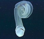 acornworm