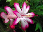 schlumbergera