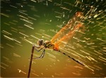 dragonflyinrain