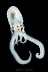 octopus_defilippi