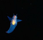 seaangel
