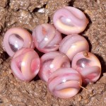 caecilians