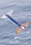 flyingsquid