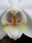 phalaenopsis