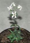 silene