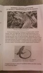 whiptail