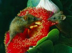 honeypossums