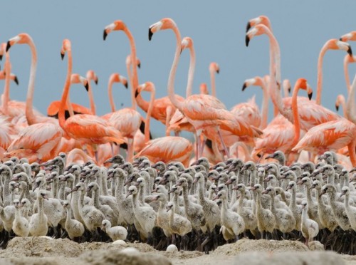 flamingos-500x372.jpg