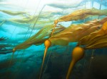 kelp