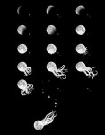 octomoon