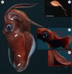 octopoteuthis
