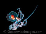 octopus_paralarva