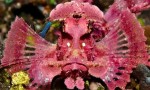 scorpionfish