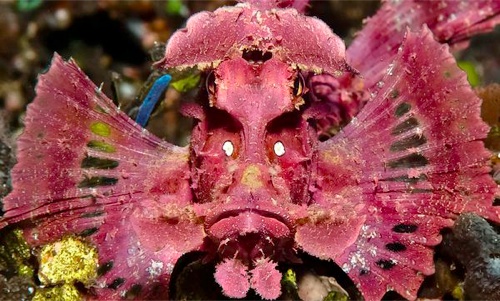 scorpionfish.jpeg