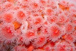 Strawberry anemone