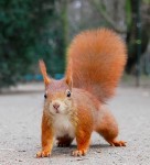 redsquirrel