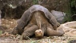 Lonesome_George