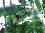 Musa_acuminata