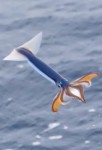 flyingsquid
