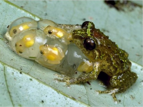 froglets-500x376.jpg