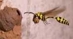 potterwasp