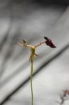 Orchid_hammer