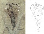 Strudiella