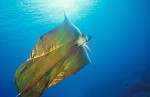 blanket-octopus