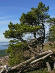 Pinus_contorta